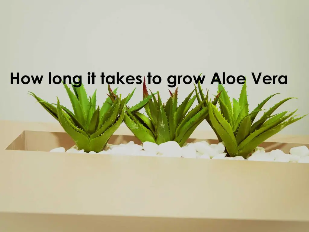 How long does it take to grow aloe vera