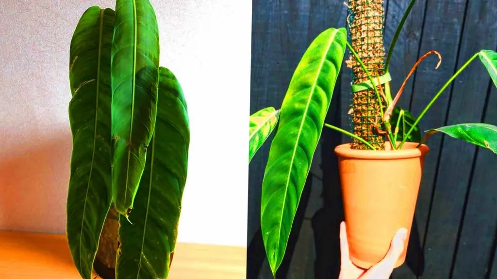 philodendron patriciae care guide photo