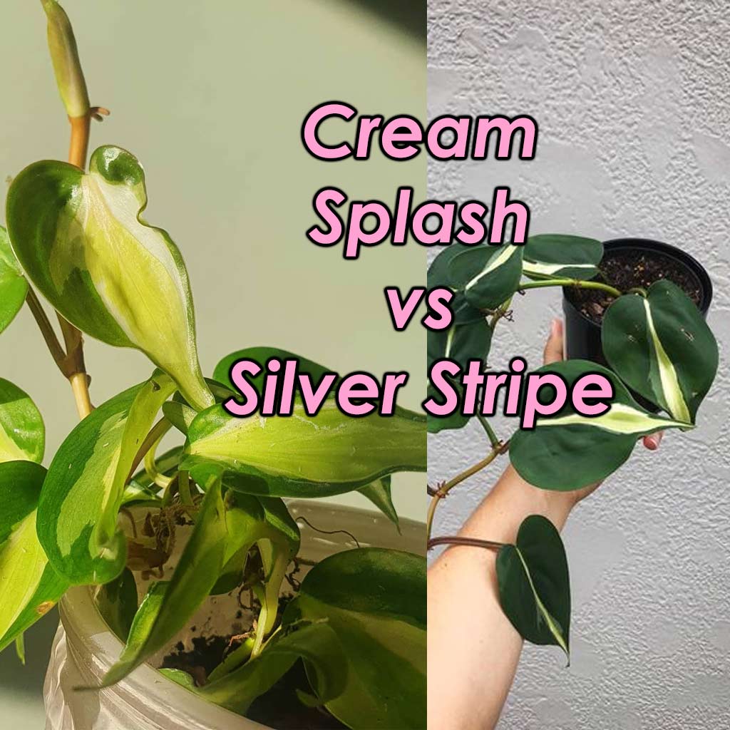 Cream splash vs silver stripe