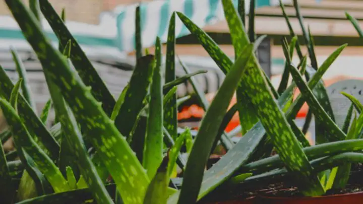 Aloe vera leaves