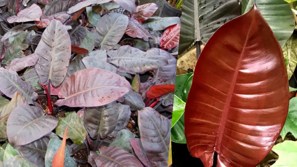 Burgundy and red black cardinal philodendrons