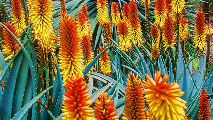 Aloe Vera Flowers