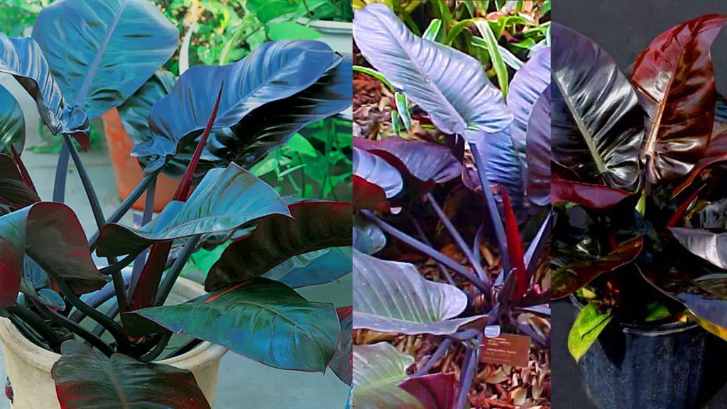 3 beautiful rare philodendron black cardinal with deep dark red color