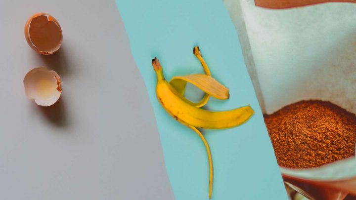 Egg shells, banan peels and coffee ground for Aloe Vera Egg shells, banana peels and coffee ground for Aloe Vera