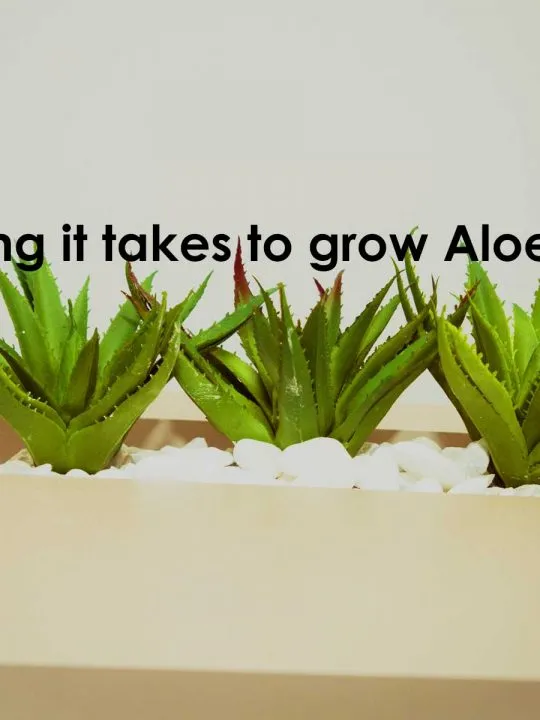 How long does it take to grow aloe vera