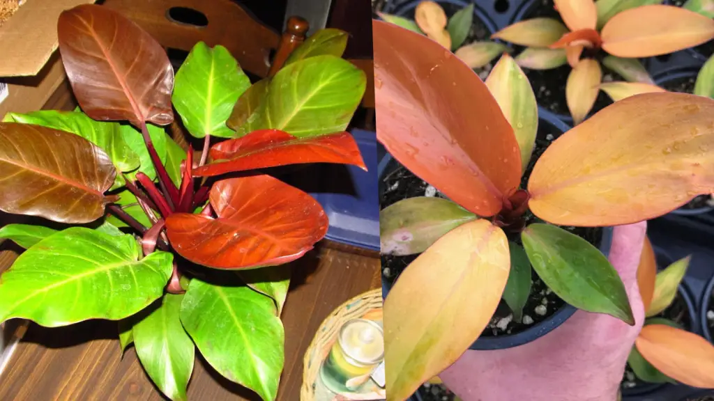 McColleys Finale McColleys Finale plants that are orange and chocolate
