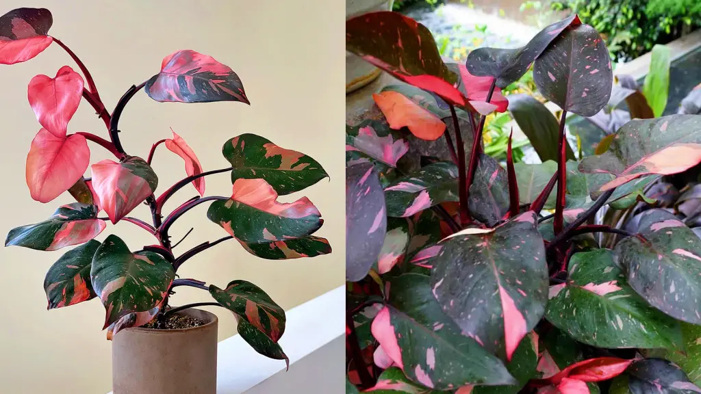 The prettiest philodendron pink princess