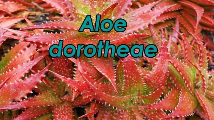 another pink aloe vera called aloe dorotheae