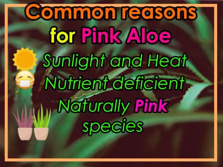 infographic on why aloe is turning pink