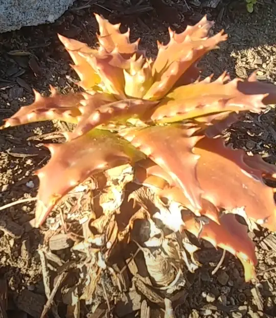 overcooked dried aloe vera. it ahs turned pink because too much sun