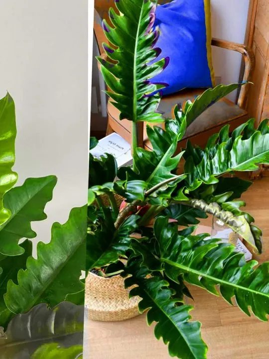 philodendron narrow care guide