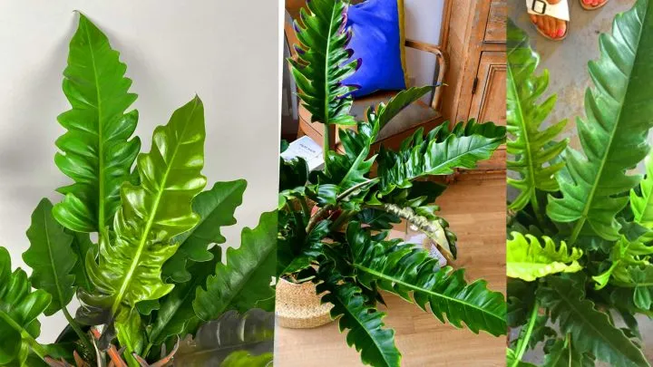 philodendron narrow tiger tooth examples