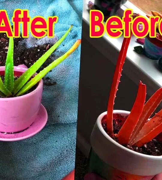 how to turn aloe vera pink and how to fix