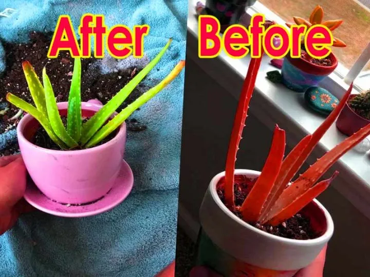 before after turn aloe vera pink