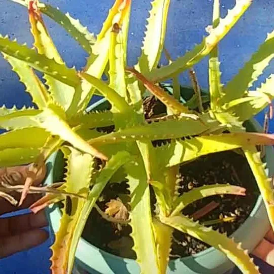 aloe vera turnt green again after water and shade