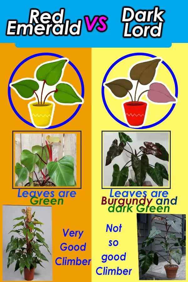 red emerald vs dark lord philodendron infographic comparison