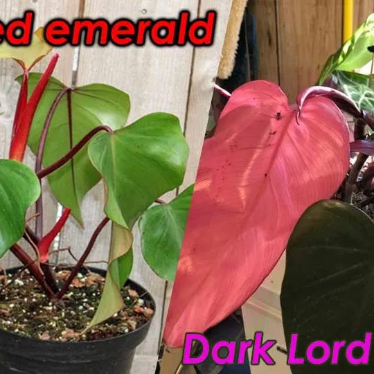 philodendron red emerald vs the plant philodendron dark lord