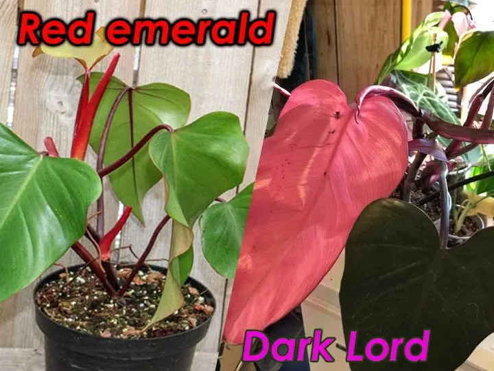 red emerald philodendron vs dark lord philodendron comparison