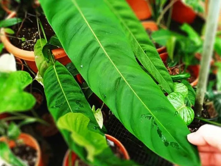 Large leaf on philodendron patriciae