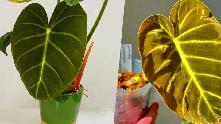 two philodendron luxurians and their optimal lighting