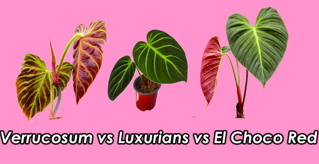 verrucosom vs luxurians vs el choco red philodendron