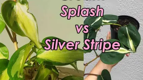 Cream Splash vs Silver Stripe – 6 Differences