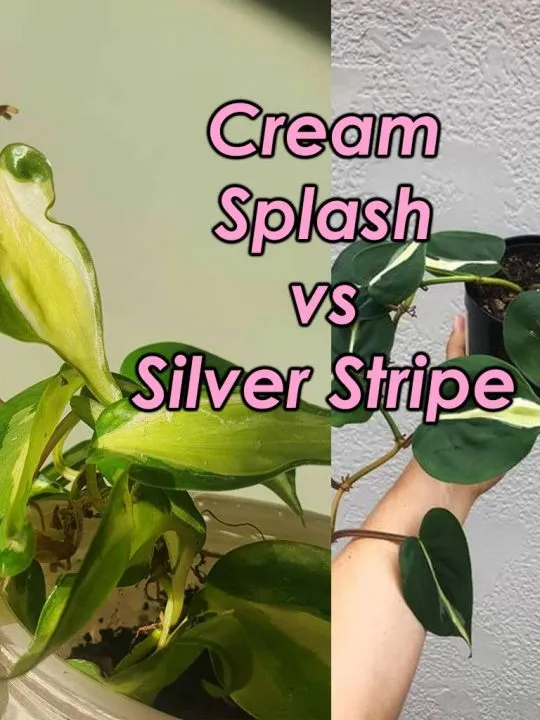 Cream splash vs silver stripe