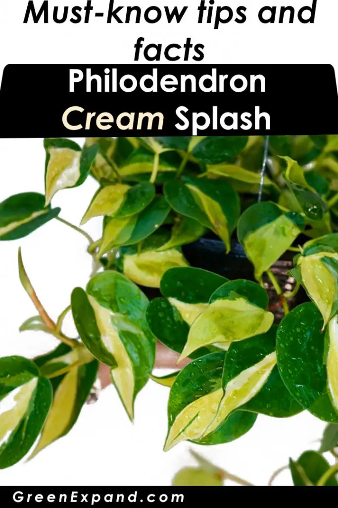 cream splash philodendron instagram graphic variegation
