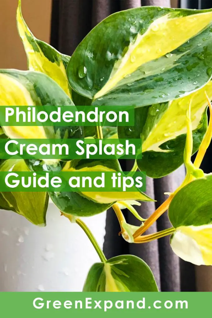 cream splash philodendron pinterest graphic