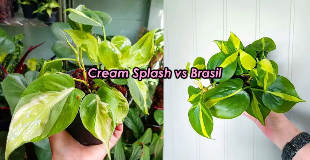 Cream splash vs brasil philodendron comparison and differences