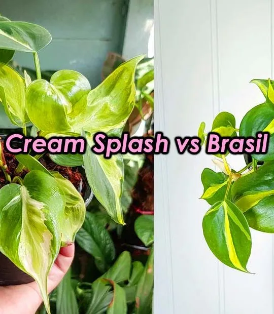 Cream splash vs brasil philodendron comparison differenes
