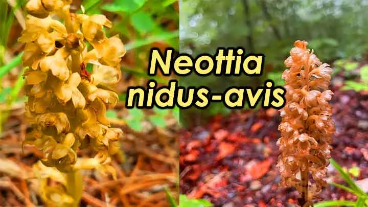 Neottia nidus-avis