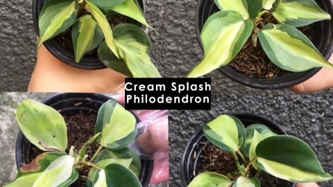 Philodendron Cream Splash Care Guide and FACTS