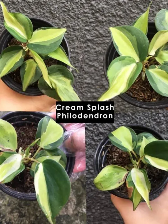 4 cream splash philodendrons