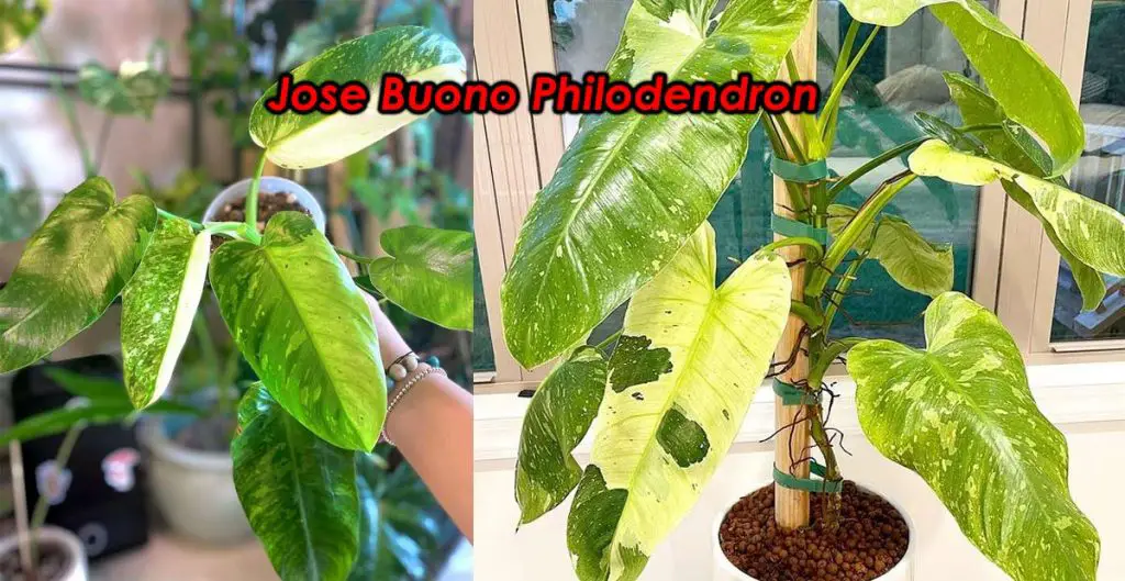 2 jose buono plants