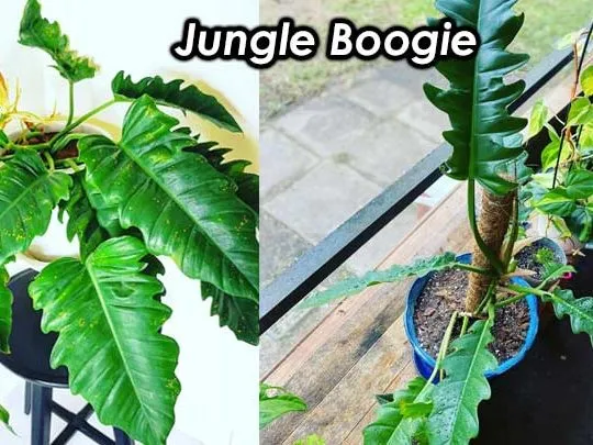jungle boogie philodendron care plant