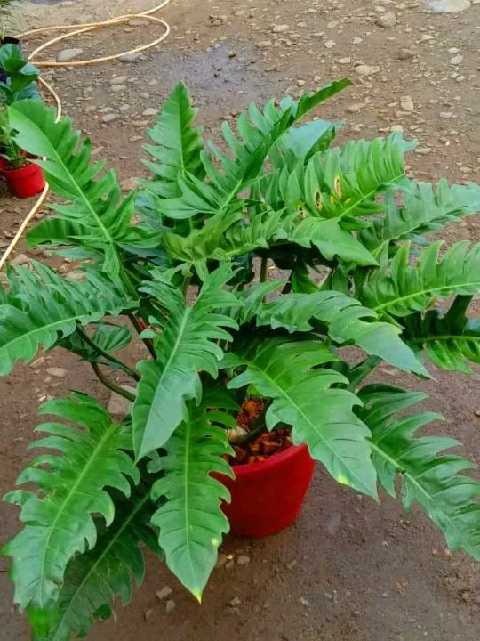 mature big full jungle boogie philodendron photo