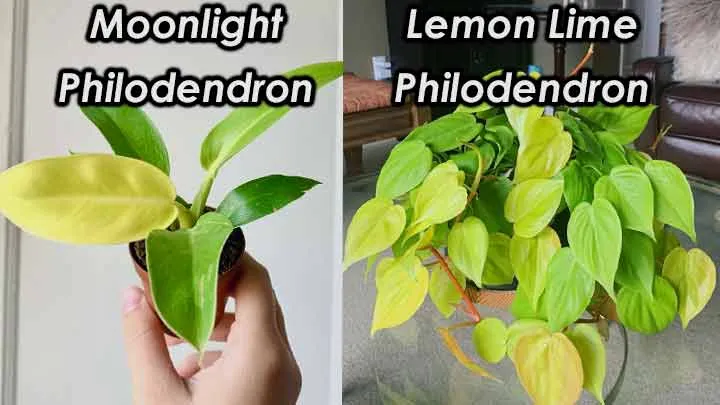 lemon lime philodendron and moonlight philodendron