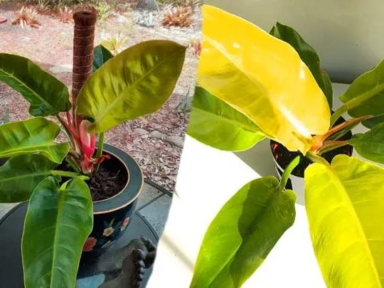 moonlight philodendron care guide