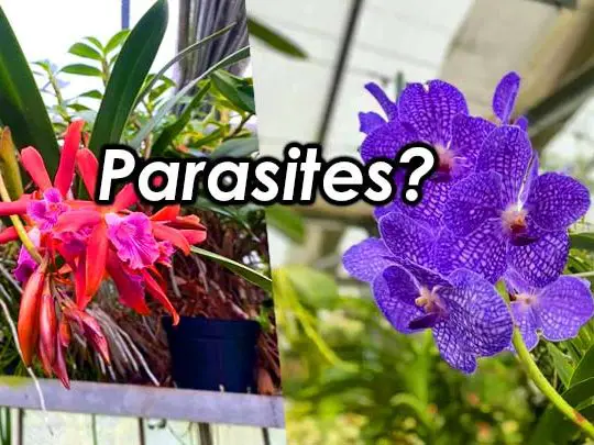 are orchids parasites or symbiotic