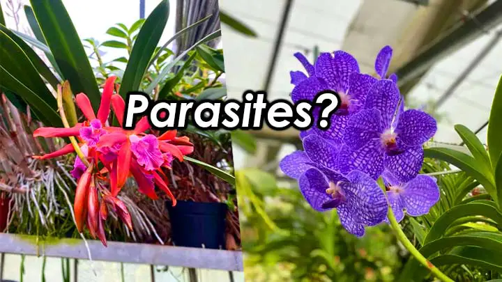 are orchids parasites