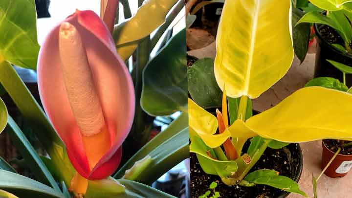 Moonlight philodendron spathe and flowering appearance