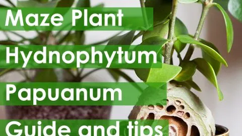 Hydnophytum Papuanum 17 Care Hacks and Guide