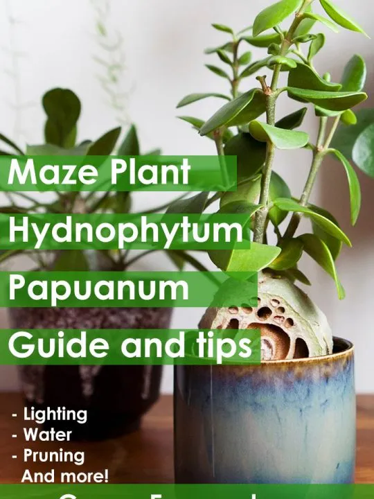 hydnophytum papuanum care huide