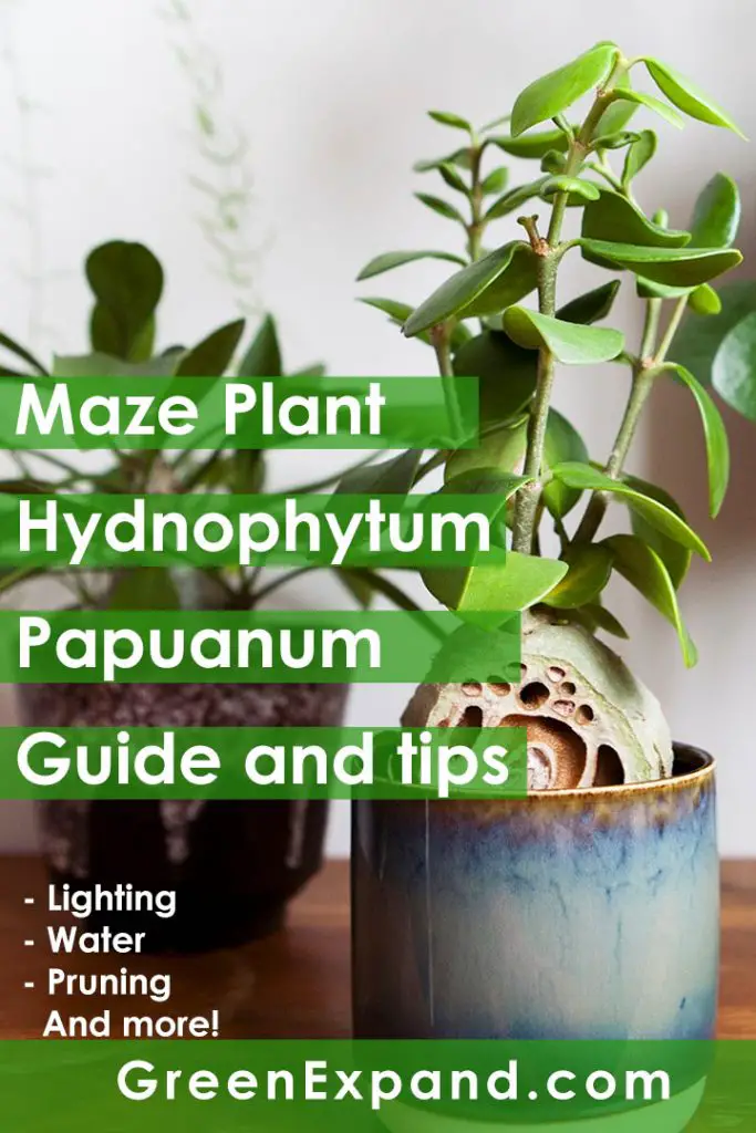 Maze plant hydnophytum papuanum care