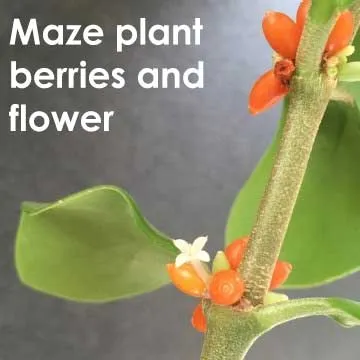 maze plant hydnophytum papuanum flower berries bloom