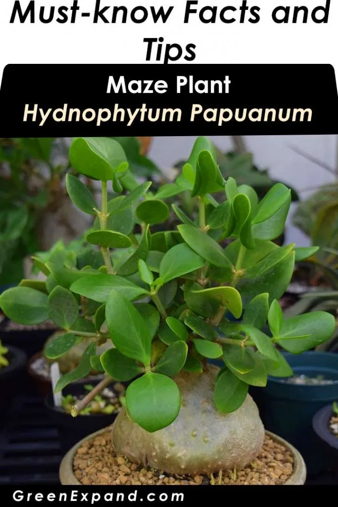 ant plant hydnophytum papuanum